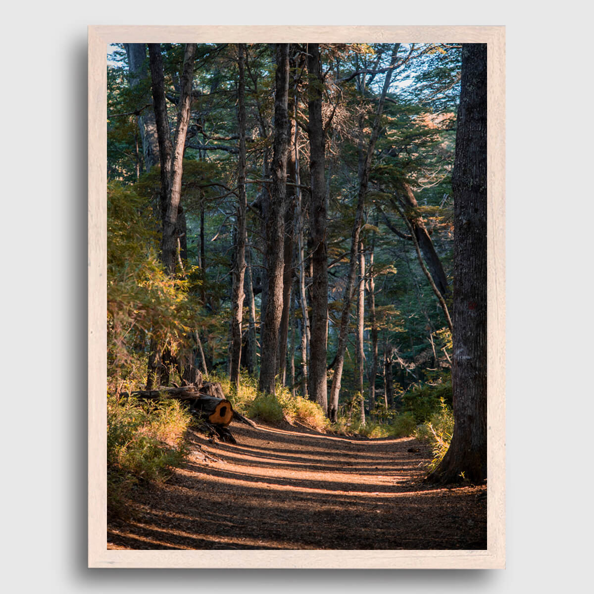 La Última luz del Bosque